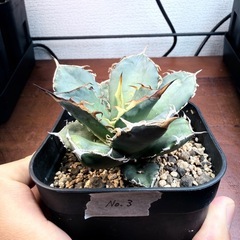 アガベ/ノーネーム　5株セットの画像