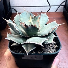 アガベ/ノーネーム　5株セットの画像