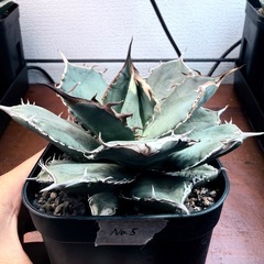 アガベ/ノーネーム　5株セットの画像