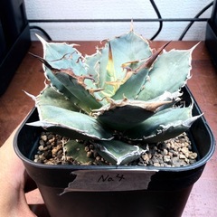 アガベ/ノーネーム　5株セットの画像