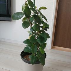 観葉植物(ペペロミア)の画像