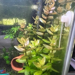 【水草】クォーターバコパ(5本)の画像
