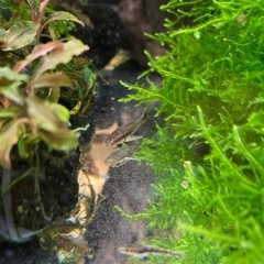 オトシンネグロ10匹の画像