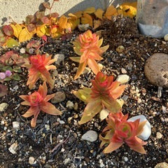 多肉植物　火祭りの画像
