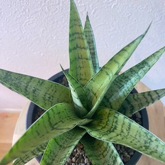 【観葉植物】サンセベリアパゴダの画像
