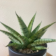 【観葉植物】サンセベリアパゴダの画像