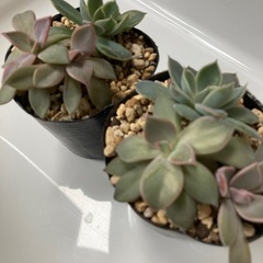 グランデシンザと初恋2つの画像