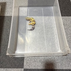 爬虫類飼育ケース2個の画像