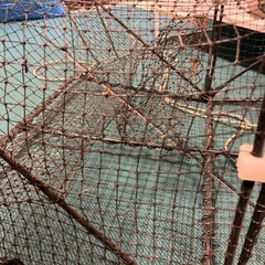 カニ捕獲器 海水網 カニ網 仕掛け 蟹取り器の画像