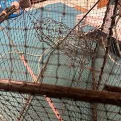 カニ捕獲器 海水網 カニ網 仕掛け 蟹取り器の画像