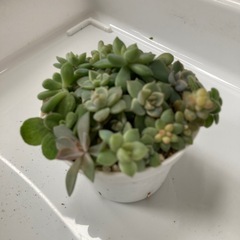 多肉植物色々セット2の画像