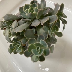 多肉植物　ベレン　10頭の画像