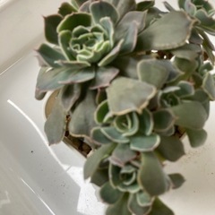 多肉植物　ベレン　10頭の画像