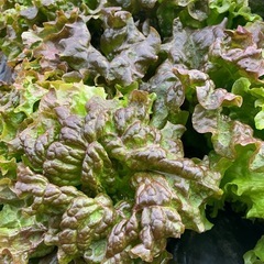 　無農薬冬野菜　2025　　の画像