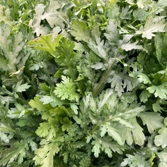 　無農薬冬野菜　2025　　の画像