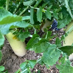 　無農薬冬野菜　2025　　の画像