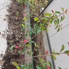 ベニカナメモチ90〜110センチ苗木ポット入り50本の画像