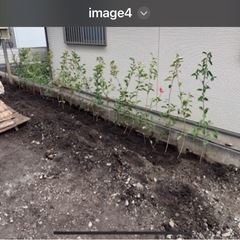 ベニカナメモチ90〜110センチ苗木ポット入り50本の画像