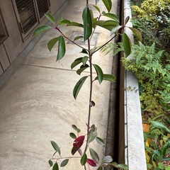 ベニカナメモチ90〜110センチ苗木ポット入り50本の画像