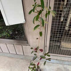 ベニカナメモチ90〜110センチ苗木ポット入り50本の画像