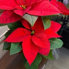 ポインセチアの画像