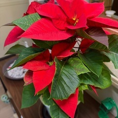ポインセチアの画像