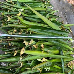 🌿 ユッカの葉 大量｜軽トラ1台分 3,000円｜ガーデニング・クラフト用の画像