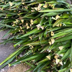🌿 ユッカの葉 大量｜軽トラ1台分 3,000円｜ガーデニング・クラフト用の画像