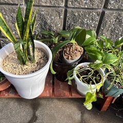 終了　ポトス他の画像