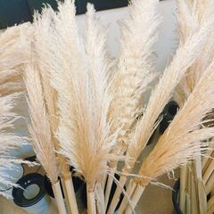 10本1000円　残り50本　無くなり次第終了　✨ パンパスグラス　110~140cm 花材 ドライフラワー インテリアの画像
