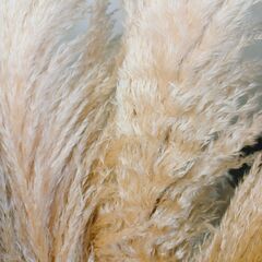 10本1000円　残り50本　無くなり次第終了　✨ パンパスグラス　110~140cm 花材 ドライフラワー インテリアの画像