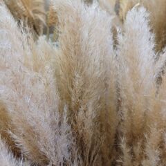 10本800円　残り80本　無くなり次第終了　✨ 天然　パンパスグラス　100~120cm 花材 ドライフラワー 観葉 インテリア の画像
