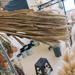 【粟】アワ　無くなり次第終了　✨100本　ドライフラワー　アレンジ　花束の画像