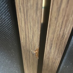 【商談中】スピーカーJＢＬの画像