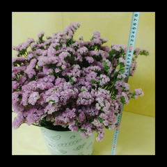 無くなり次第終了　✨スターチス ピンク 　100本　40㎝～50㎝　ドライフラワーの画像