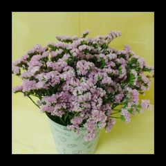 無くなり次第終了　✨スターチス ピンク 　100本　40㎝～50㎝　ドライフラワーの画像