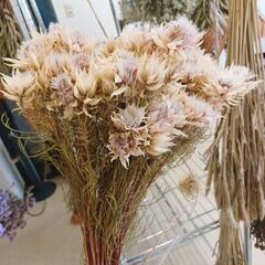 無くなり次第終了　⭐ セルリア 「 ブラッシングブライト 白」50本 ドライフラワー 花束 ドライ花材の画像