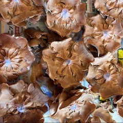 シダーローズ　　薔薇ぼっくり　30個の画像