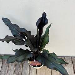 ブラックカラー　メモリーズ　の画像