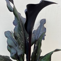 ブラックカラー　メモリーズ　の画像