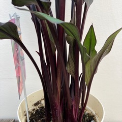 ブラックカラー　メモリーズ　の画像