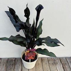 ブラックカラー　メモリーズ　の画像