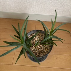 アロエ　ゼブリナの画像