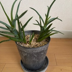 アロエ　ゼブリナの画像