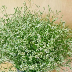 無くなり次第終了　✨40本 スターチス　白　ドライフラワー　スワッグの画像