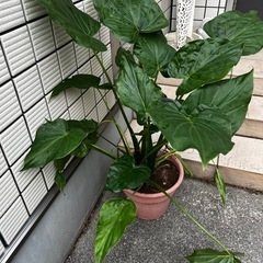 クワズイモ　観葉植物の画像