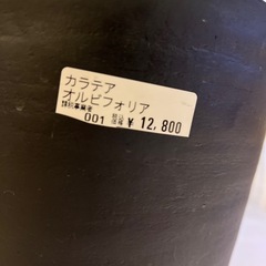 カラテアオルビフォリアの画像