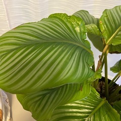 カラテアオルビフォリアの画像