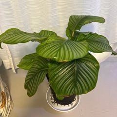 カラテアオルビフォリアの画像