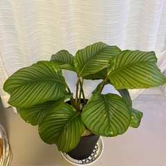 カラテアオルビフォリアの画像